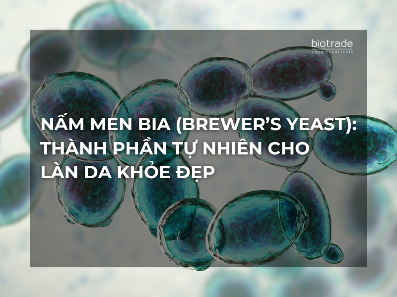 Nấm Men Bia (Brewer’s Yeast): Thành Phần Tự Nhiên Cho Làn Da Khỏe Đẹp