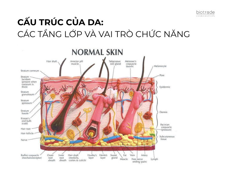 Cấu Trúc Của Da: Các Tầng Lớp Và Vai Trò Chức Năng
