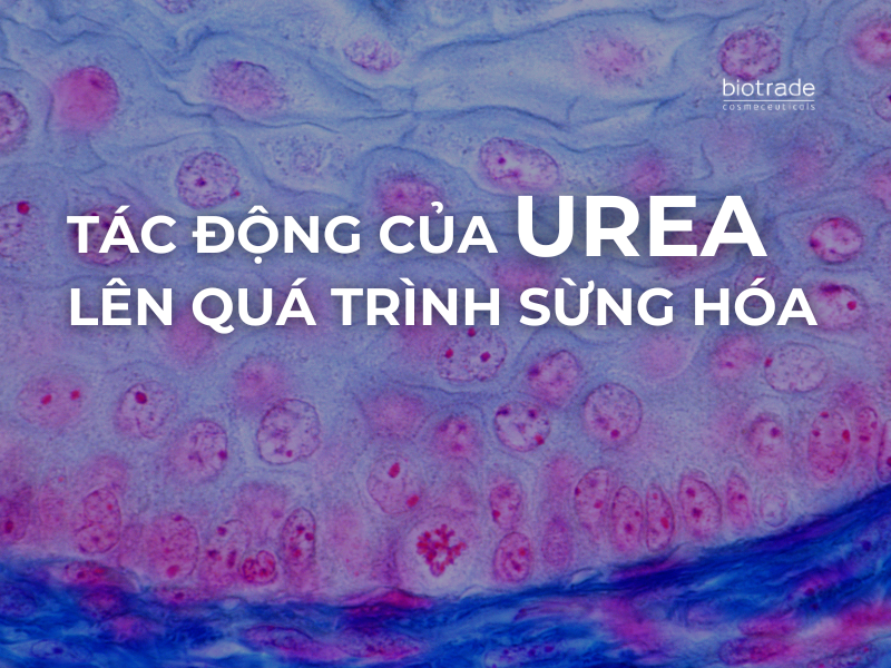 Tác Động Của Urea Lên Quá Trình Sừng Hóa