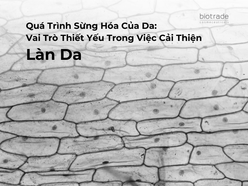 Quá Trình Sừng Hóa Của Da: Vai Trò Thiết Yếu Trong Việc Cải Thiện Làn Da