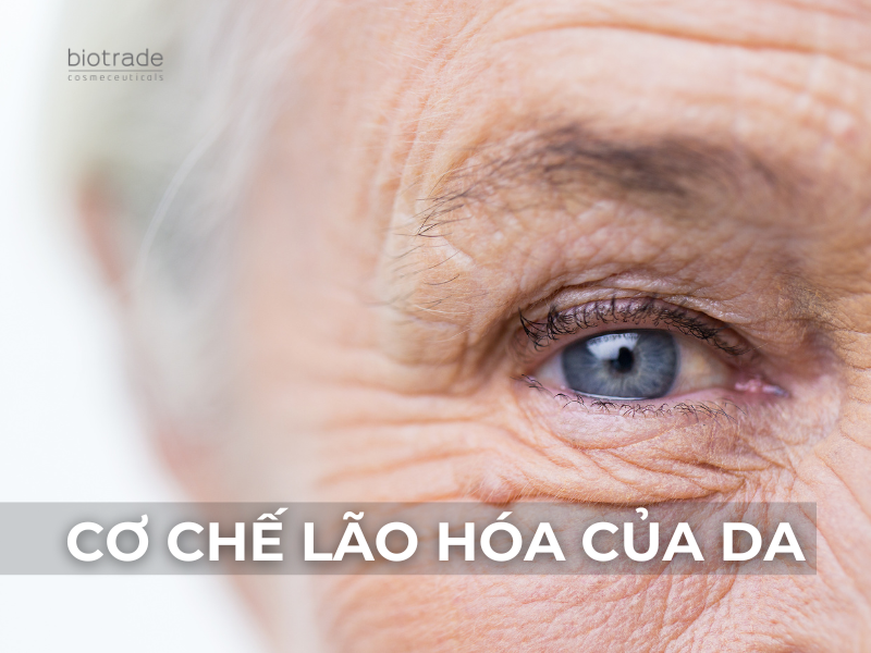 Cơ chế lão hóa của da