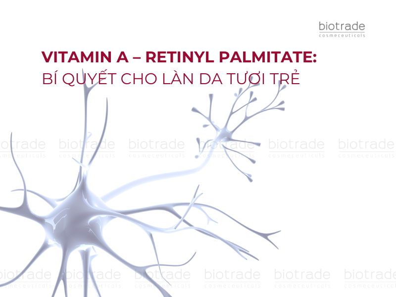 Vitamin A – Retinyl Palmitate: Bí quyết cho làn da tươi trẻ